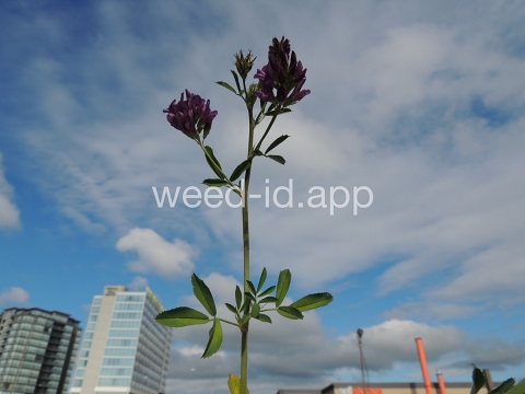 alfalfa